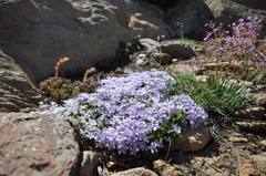 Phlox diffusa