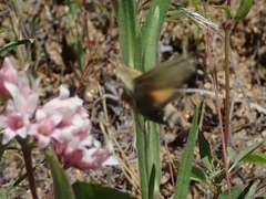 Proserpinus clarkiae