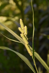 Carex shortiana