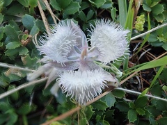 Calochortus coeruleus