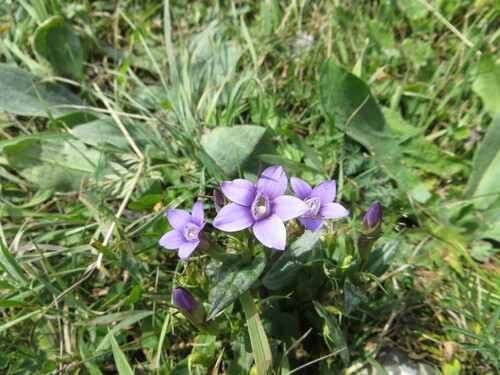 Gentianella caucasea, photograph 4