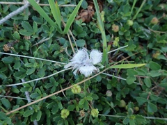 Calochortus coeruleus