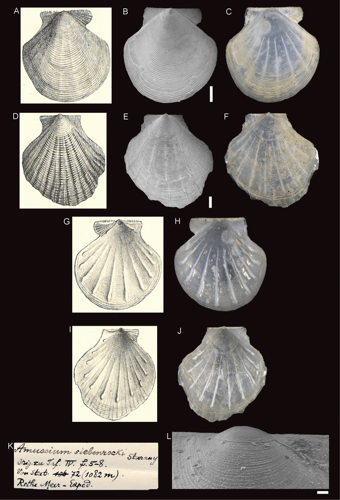 Parvamussium siebenrocki