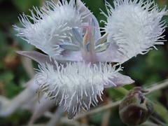 Calochortus coeruleus