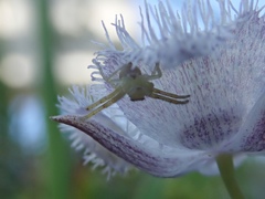 Calochortus coeruleus