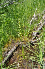 Platanthera sparsiflora