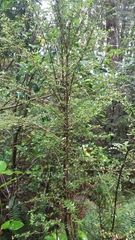 Coprosma cuneata