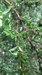 Coprosma cuneata