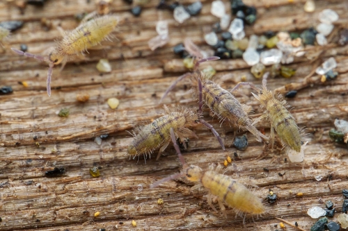 Cotton Springtail