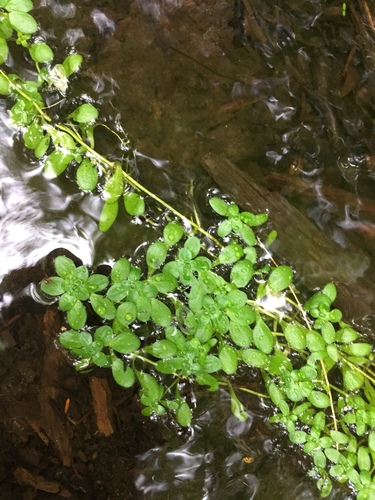 Pond water-starwort (ADIRONDACK RESEARCH GUIDEBOOK) · iNaturalist