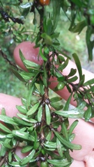 Coprosma cuneata