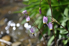 Primula jeffreyi