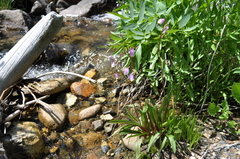 Primula jeffreyi