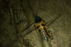 Chalcidica