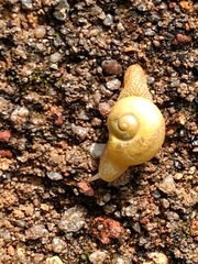 Urocyclidae