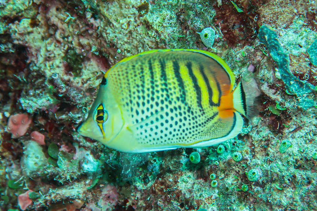 Dot and dash Butterflyfish