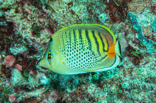 Spotbanded Butterflyfish (Chaetodon punctatofasciatus)