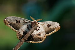 Lepidoptera