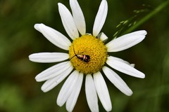 Adela australis