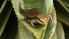 Copeoglossum nigropunctatum