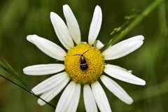 Adela australis