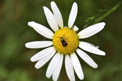 Adela australis