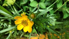 Coreopsis palmata