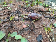 Limicolaria flammea