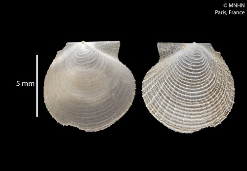 Representative image of Parvamussium