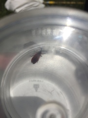 Lycus sanguinipennis