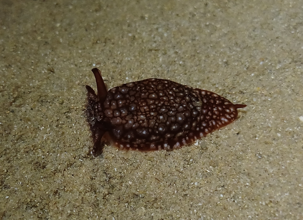 Spotted Pleurobranch