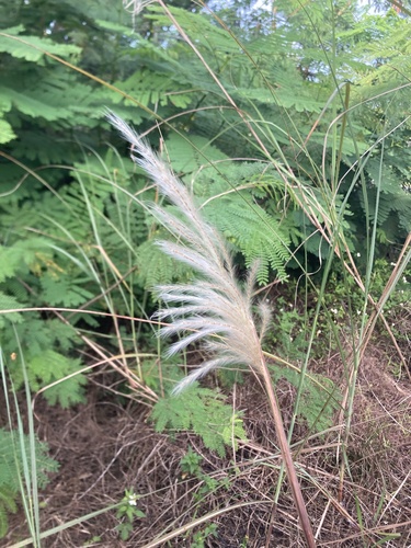 Dense Cogongrass (Imperata conferta)