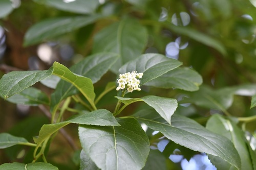 Ehretia latifolia (Ehretia latifolia)