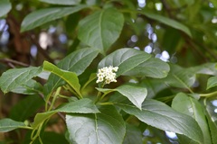 Ehretia latifolia, photograph (c) Neptalí Ramírez Marcial, some rights reserved (CC BY)