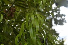 Podocarpus matudae, photograph (c) Neptalí Ramírez Marcial, some rights reserved (CC BY)