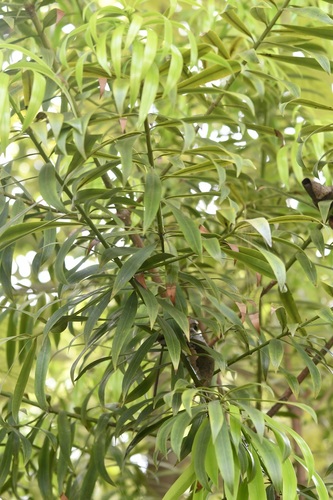 Podocarpus matudae, photograph 6