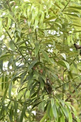Podocarpus matudae, photograph (c) Neptalí Ramírez Marcial, some rights reserved (CC BY)