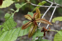 (c) Neptalí Ramírez Marcial, some rights reserved (CC BY) Quercus insignis, photograph (c) Neptalí Ramírez Marcial, some rights reserved (CC BY)