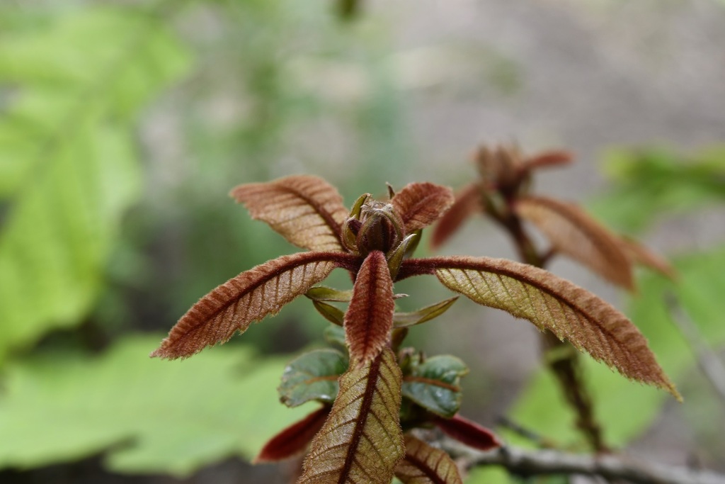 Quercus insignis; photograph (c) Neptalí Ramírez Marcial, some rights reserved (CC BY)