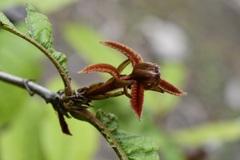 (c) Neptalí Ramírez Marcial, some rights reserved (CC BY) Quercus insignis, photograph (c) Neptalí Ramírez Marcial, some rights reserved (CC BY)