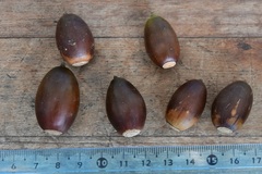 Valencia oak (Quercus vicentensis)