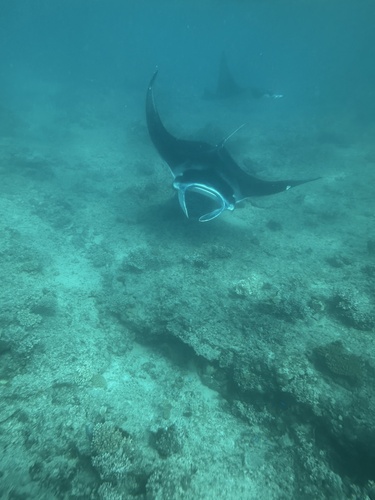 Reef Manta Ray