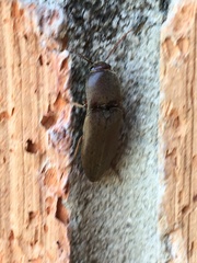 Diplostethus carolinensis