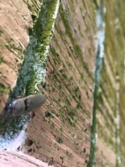 Diplostethus carolinensis