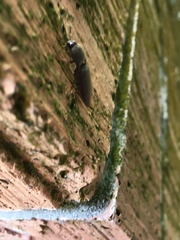 Diplostethus carolinensis