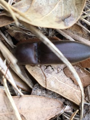 Diplostethus carolinensis