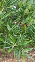 Lyonothamnus floribundus floribundus