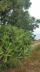 Lyonothamnus floribundus floribundus