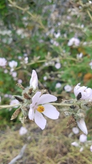 Malacothamnus fasciculatus catalinensis