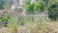 Malacothamnus fasciculatus catalinensis